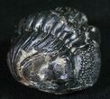 Enrolled Phacops Trilobite - Mrakib, Morocco #10601-2